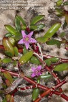 Sesuvium portulacastrum