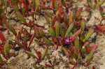 Sesuvium portulacastrum