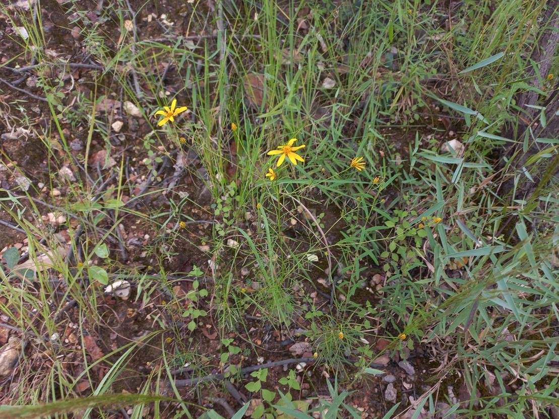 Bidens diversa