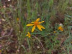 Bidens diversa