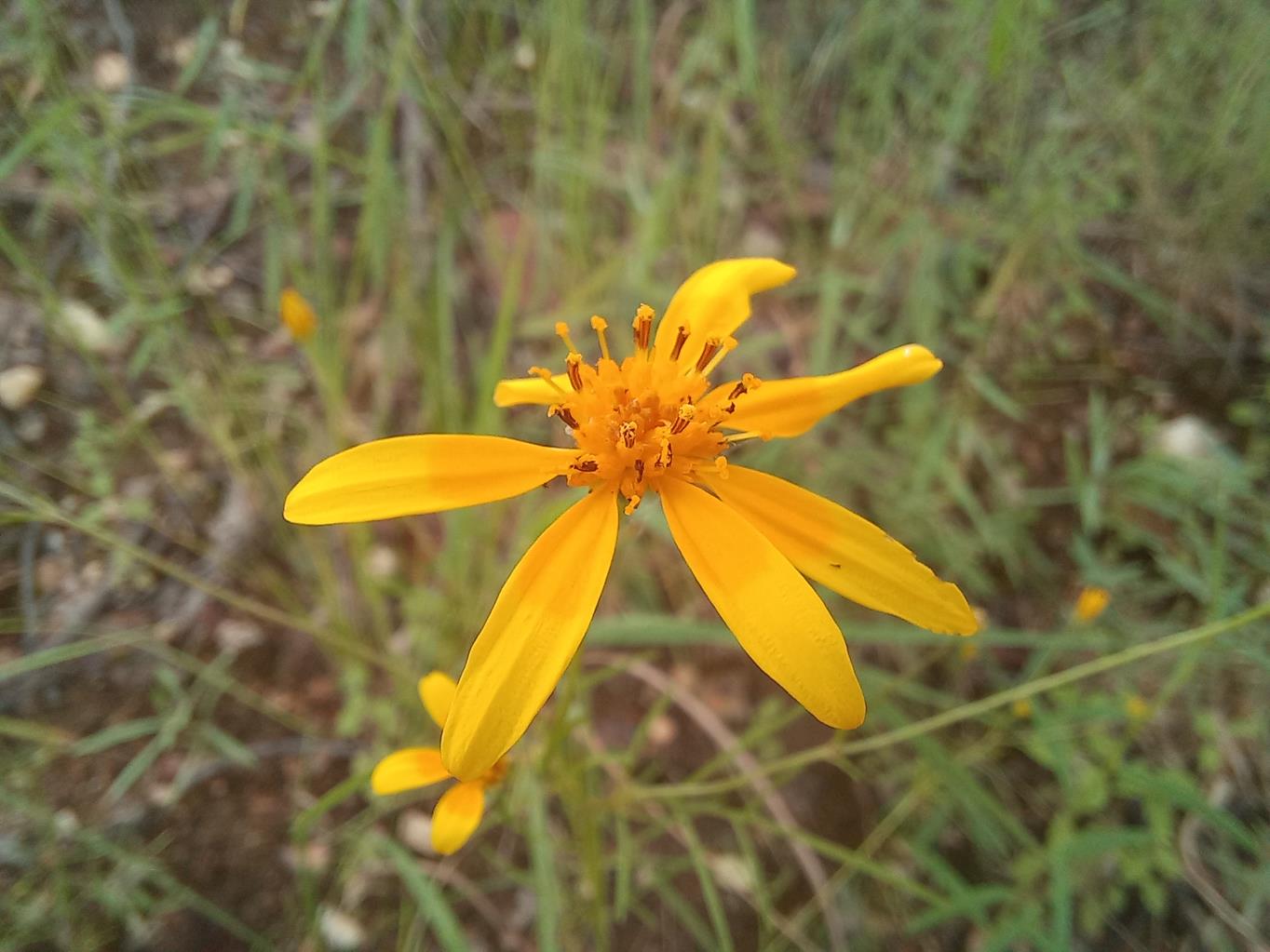 Bidens diversa