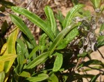 Acridocarpus natalitius var. linearifolius