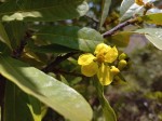 Acridocarpus natalitius var. linearifolius