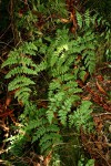 Athyrium newtonii