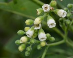 Hilsenbergia nemoralis