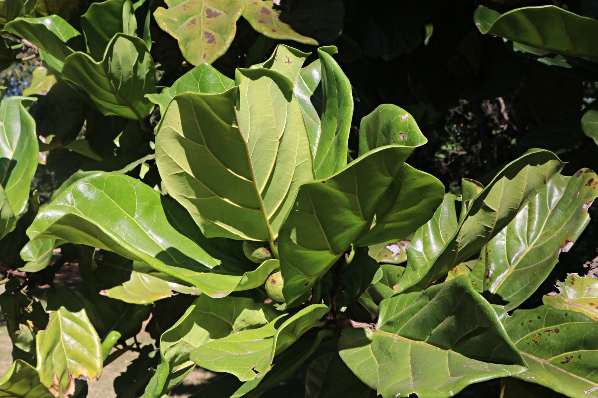 Ficus lyrata