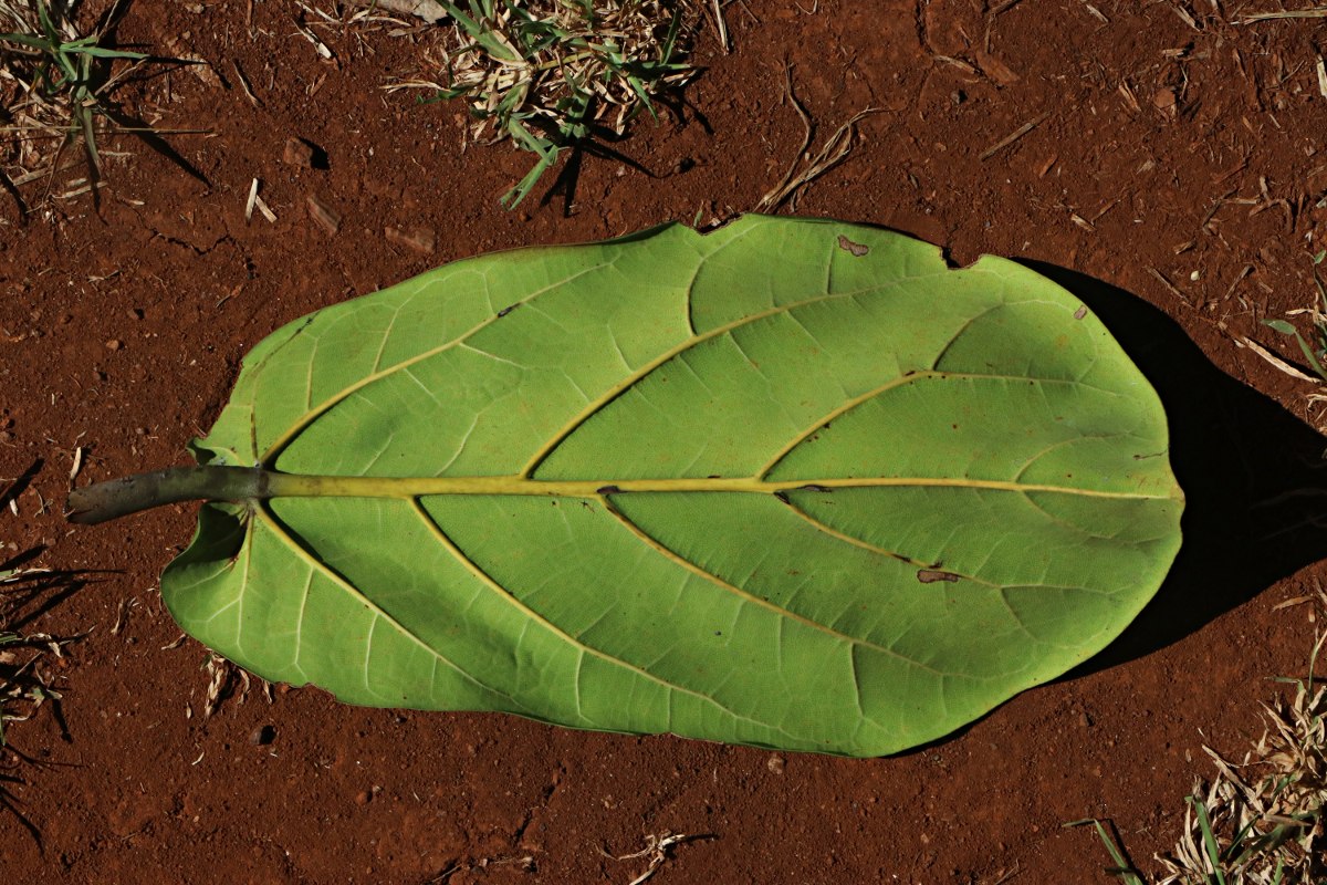 Ficus lyrata