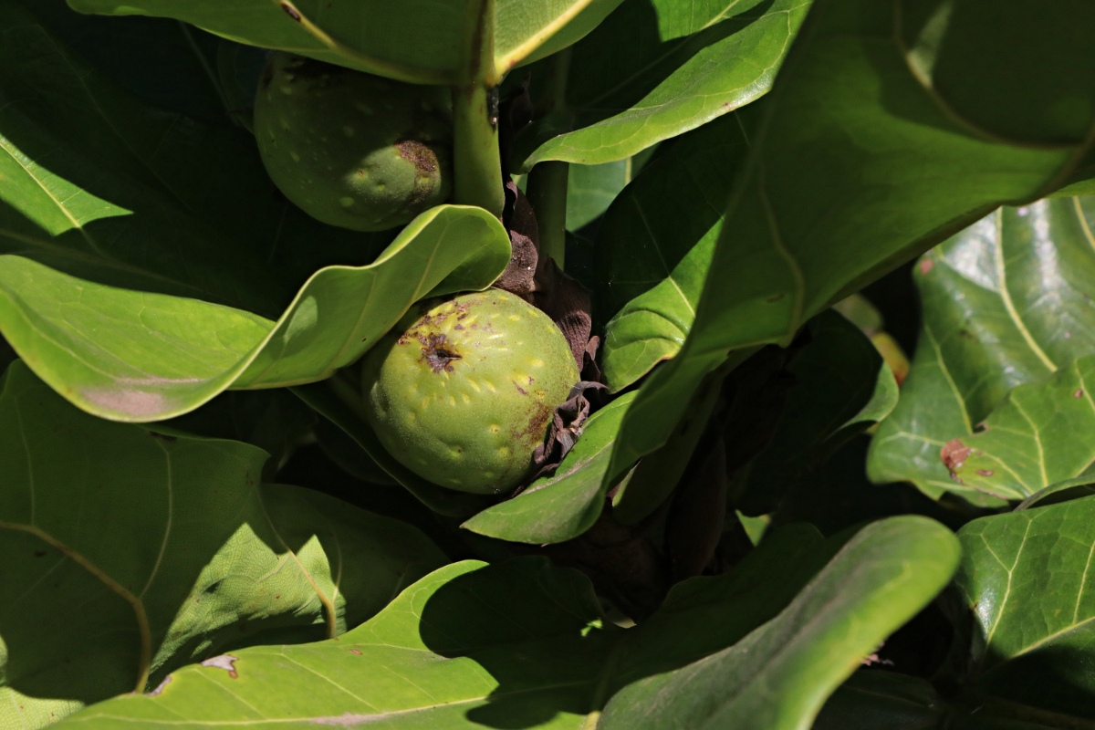 Ficus lyrata