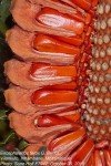 Encephalartos ferox subsp. ferox