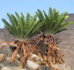 Encephalartos turneri