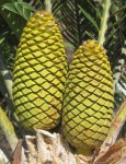 Encephalartos turneri