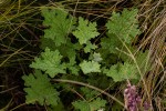 Cineraria pulchra