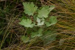 Cineraria pulchra