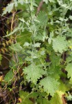 Cineraria pulchra