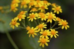 Cineraria pulchra