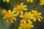 Cineraria pulchra