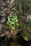 Cineraria pulchra