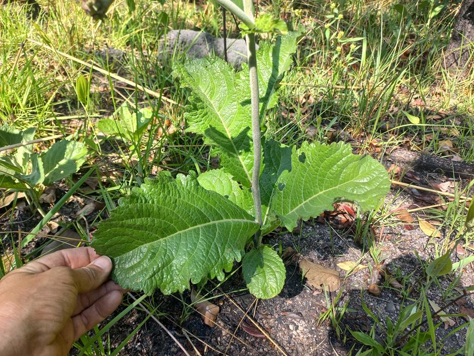 Vernonia longipedunculata var. longipedunculata Vernonia longipedunculata var. longipedunculata