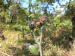 Vernonia longipedunculata var. longipedunculata