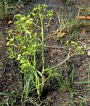 Jatropha scaposa