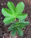 Jatropha scaposa