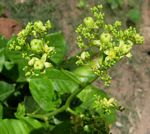 Jatropha scaposa