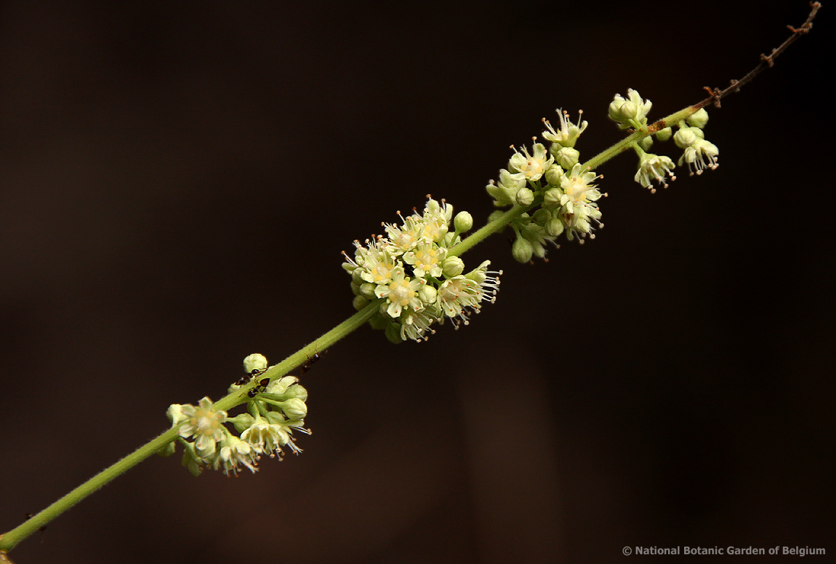 Homalium africanum