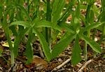 Cissus bathyrhakodes