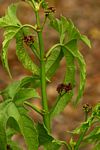 Cissus bathyrhakodes