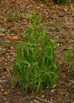 Cissus bathyrhakodes