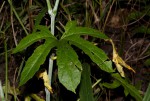 Cissus bathyrhakodes