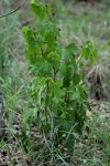 Cissus bathyrhakodes