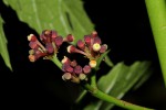 Cissus bathyrhakodes