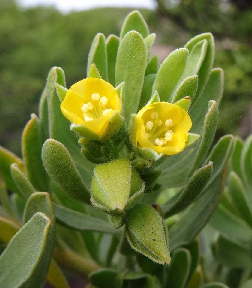 Suriana maritima Suriana maritima