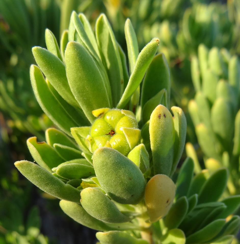 Suriana maritima Suriana maritima
