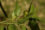 Maerua brunnescens