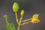 Maerua brunnescens