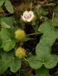 Passiflora foetida