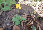 Tricliceras brevicaule var. rosulatum