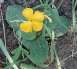 Tricliceras brevicaule var. rosulatum