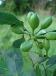 Sphaerocoryne gracilis subsp. gracilis