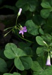 Oxalis debilis var. corymbosa