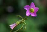 Oxalis debilis var. corymbosa