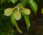 Turraea wakefieldii