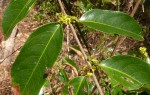 Salacia madagascariensis