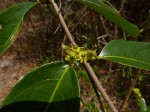 Salacia madagascariensis