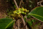 Salacia madagascariensis