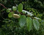 Combretum pisoniiflorum