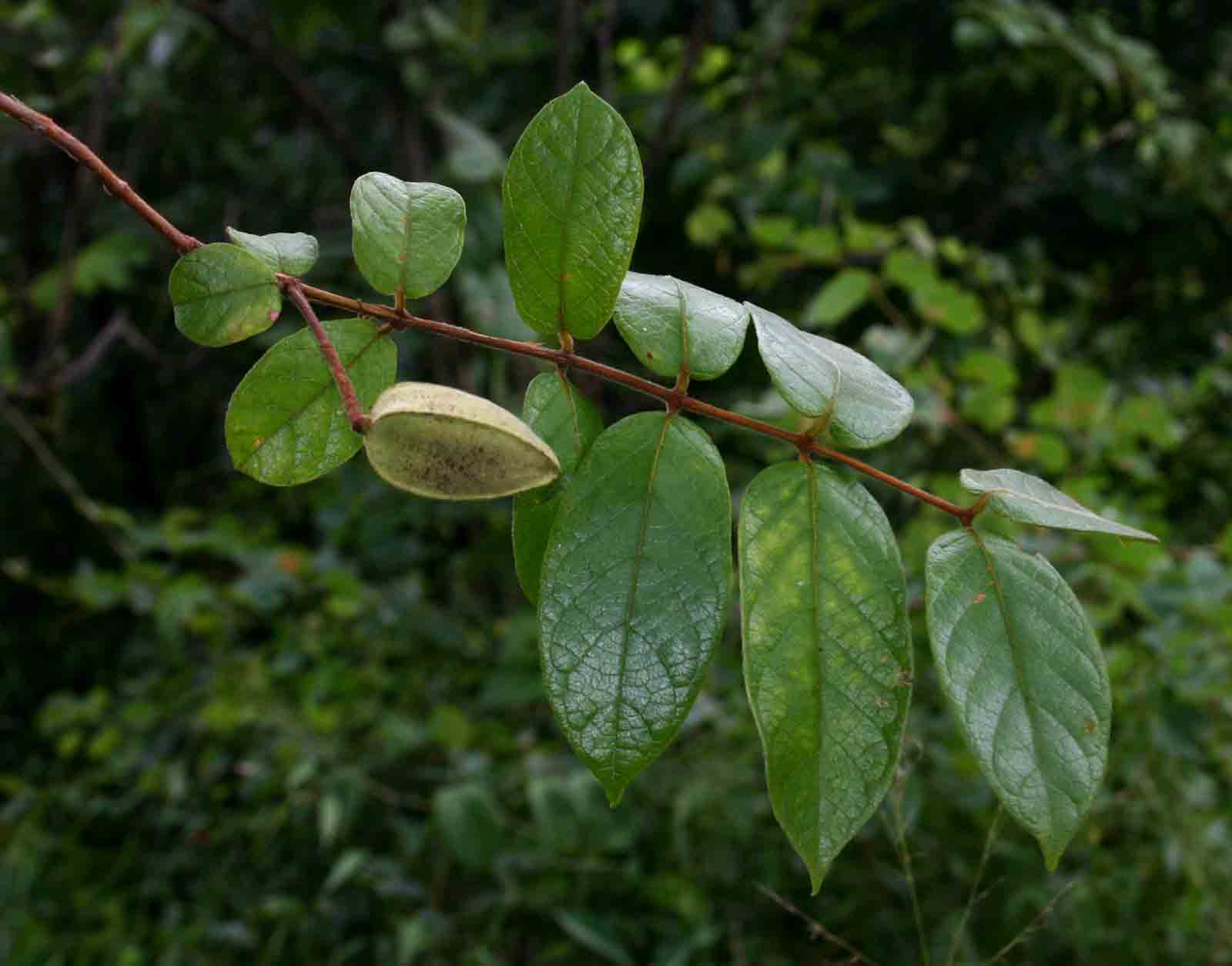 Combretum pisoniiflorum