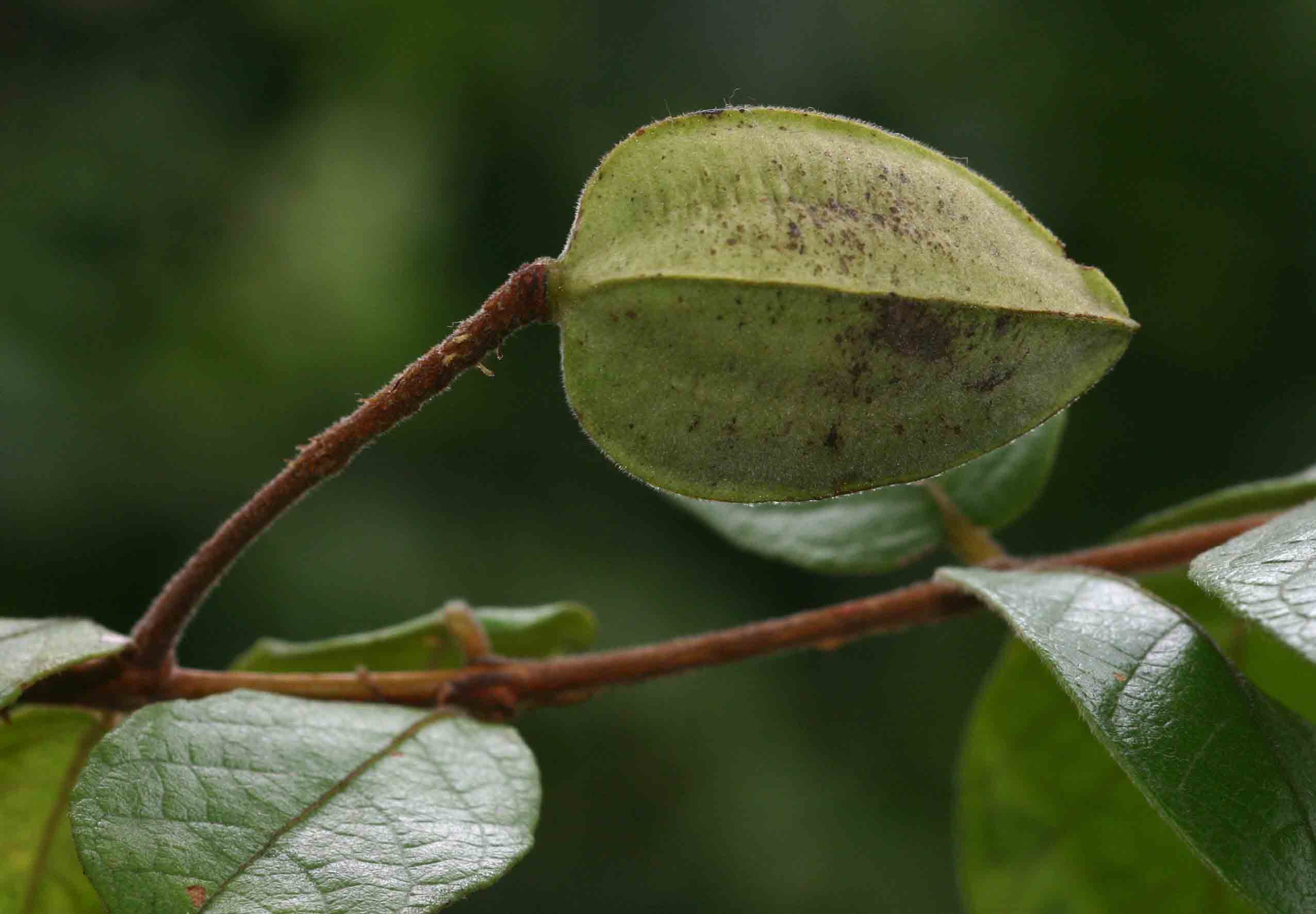 Combretum pisoniiflorum